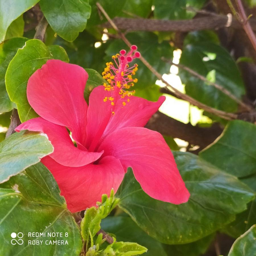 Hibiscus Rosso Villa Donnalucata  Ngoại thất bức ảnh