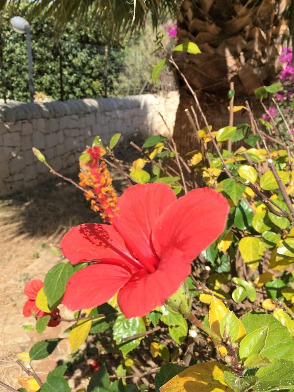 Hibiscus Rosso Villa Donnalucata  Ngoại thất bức ảnh
